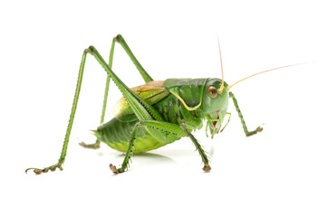 green grasshopper isolated on white