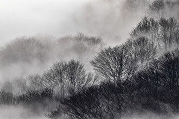 Winter tree emerging from the mist