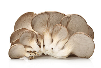 oyster mushroom on white background