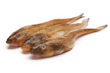 fresh flathead fish on white background