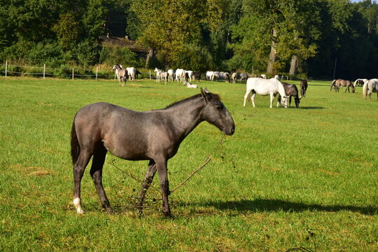 Pastures and paddocks for horses of the National Stud at Kladruby nad Labem