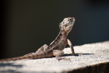 Oriental garden lizard sunbathing 
