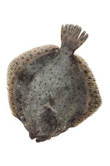 Turbot fish on white background