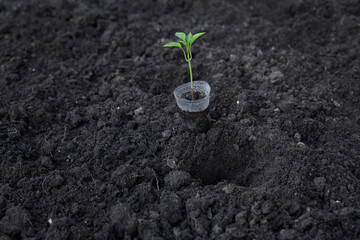 Planting pepper seedlings in the ground. Side view.