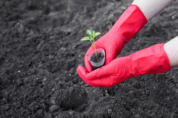 Obraz premium Planting pepper seedlings in the ground. Men's hands in red gloves. Side view.