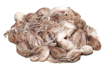 Octopus on white background
