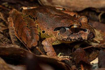 Close-up of endangered Fleay’s Barred Frog (Mixophyes fleayi) on the rainforest floor. New South Wales/Queensland border, Australia. 