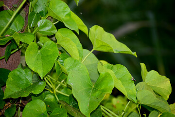 Fototapeta na wymiar Heart-leaved moonseed green leaves herb.