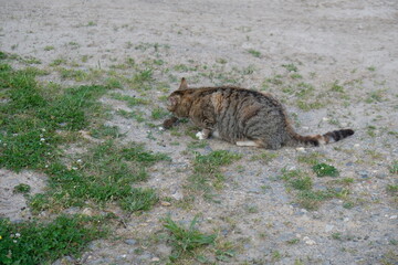 FU 2021-06-16 Natur 149 Auf der Wiese frisst die Katze einer Maus