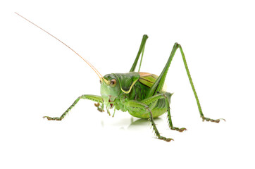 green grasshopper isolated on white