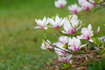 Fototapeta premium Pink blooming magnolia flowers on a bright sunny day. Close-up.