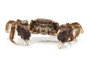 Crab on white background