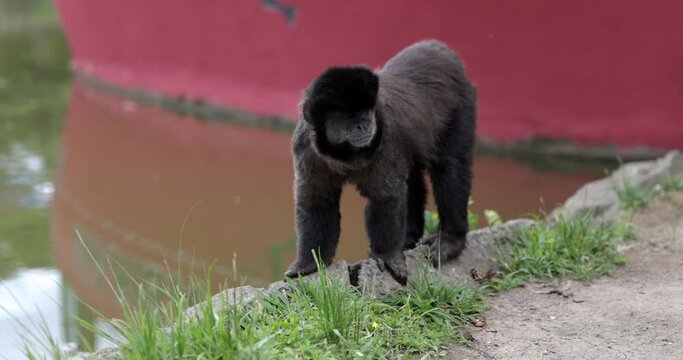 Monkey walking along dock in brasil eating food off the ground
