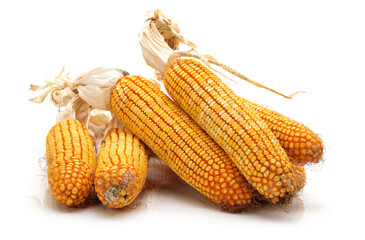 grain corn closeup on a white background