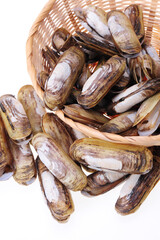 Razor clams isolated on white background.