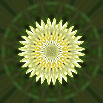 daisy flower