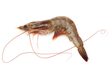 shrimps on a white background 