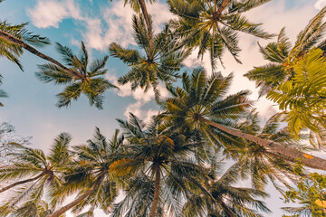 Fototapeta na wymiar Copy space of tropical palm trees with sunset light on sky background. Tropical island beach, low point of view, inspirational motivational, happy relaxing vibes. Exotic nature landscape