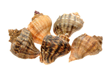 live conch on white background