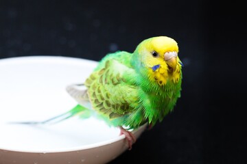 水浴びをするセキセイインコ