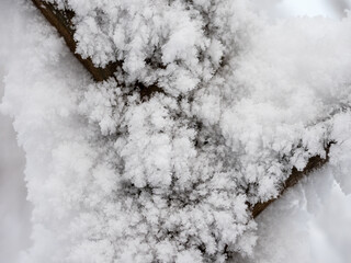 hoarfrost in winter close up