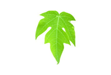 isolated young green papaya leaf with clipping paths.