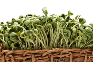 Black bean sprouts on white background