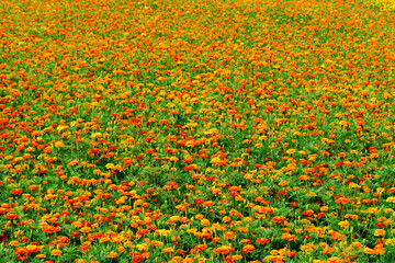 A large flower bed of flowering marigolds.