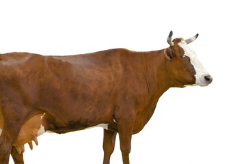 Brown cow standing on grass isolated on a white