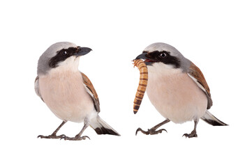 Two Red-backed Shrike isolated on white background