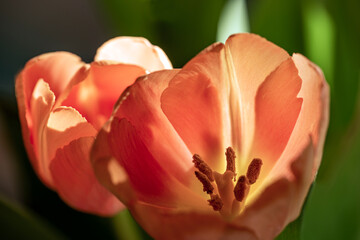 Fototapeta na wymiar red and white tulip