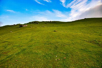 landscape with green grass and sky