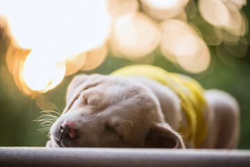 labrador puppy dog in sweater sleep with foliage sunset bokeh
