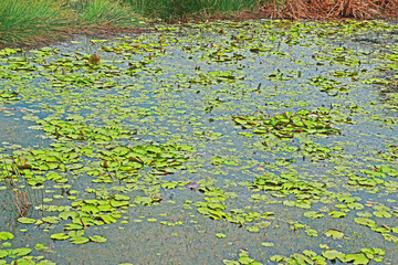 The lotus in the pond