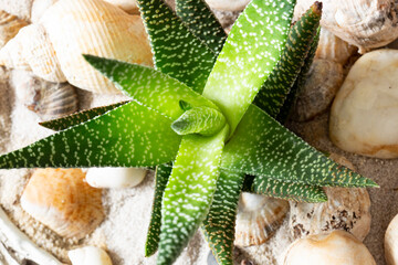 Haworthia aloe succulent plant growing indoors.  With a sand and shell display