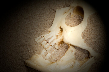 Human skull partially buried in sand.  With lighting effect