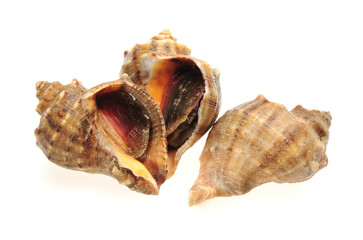 live conch on white background.