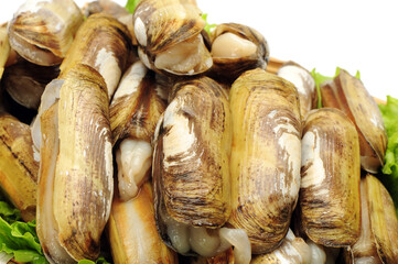 Razor clams isolated on white background.