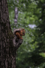 a beautiful little squirrel is sitting on a branch