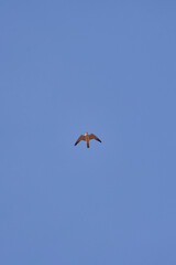 Wanderfalke (Peregrine falcon)