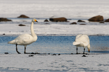 swans on the ice