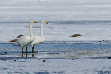 swans on the ice