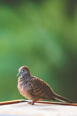 Small bird or dove bird stand on the ground.