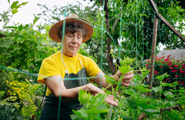 Naklejka na ściany i meble A female gardener works in her yard and grows cucumbers. The concept of gardening, farming and cucumber growing