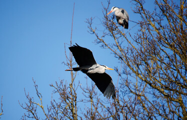 Grey herons building their nests 