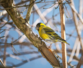 Yellow male black-headed goldfinch