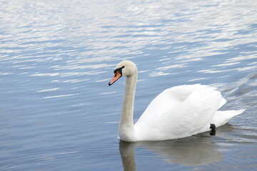 Naklejka na ściany i meble a white swan is floating on the water