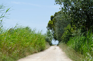 camino de tierra entre la vegetación verde y el cielo azul
