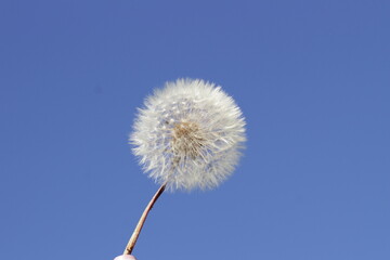 white dandelion on a blue sky background