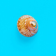 Flat Lay isolated image of a coastal seashell on a blue background